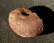 Macrocephalites macrocephalus (Schlotheim, 1813)