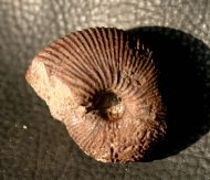 Macrocephalites macrocephalus (Schlotheim, 1813)
