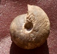 Maeneceras biferum (Phillips 1841)