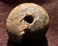 Maeneceras biferum (Phillips 1841)