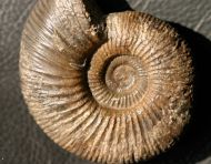 Perisphinctes sp.