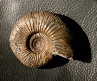 Perisphinctes sp.