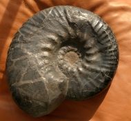 Polyptychites cf keyserlingi (Neumayr  & Uhlig, 1881)