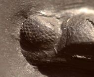Chotecops sp.