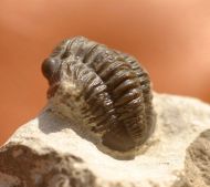 Gerastos tuberculatus marocensis  CHATTERTON et. al. 2006