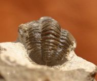 Gerastos tuberculatus marocensis  CHATTERTON et. al. 2006