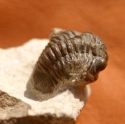 Gerastos tuberculatus marocensis  CHATTERTON et. al. 2006