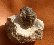 Gerastos tuberculatus marocensis  CHATTERTON et. al. 2006