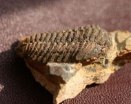 Colpocoryphe rouaulti HENRY, 1970