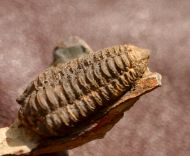 Colpocoryphe rouaulti HENRY, 1970