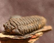 Colpocoryphe rouaulti HENRY, 1970