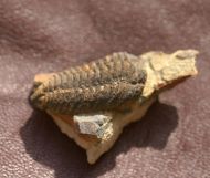 Colpocoryphe rouaulti HENRY, 1970