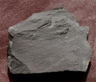 Parabolina spinulosa (Wahlenberg, 1818)