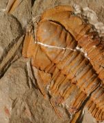Hamatolenus (Hamatolenus) vincenti GEYER 2004