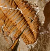 Hamatolenus (Hamatolenus) vincenti GEYER 2004
