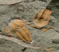 Kymataspis arenosa GEYER, 1990