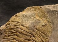 Dalmanitina socialis (BARRANDE, 1846)