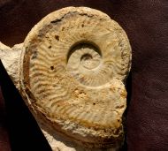 Harpoceras falciferum (Sowerby 1820)