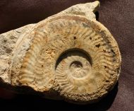 Harpoceras falciferum (Sowerby 1820)
