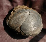 Lima (Regalilima) subrigida (ROEMER)