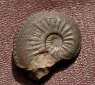 Amaltheus margaritatus MONTFORT, 1808