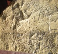 Fossil Bird Tracks