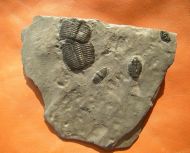 Elrathia kingii (Meek 1870)