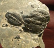 Elrathia kingii (Meek 1870)