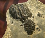 Elrathia kingii (Meek 1870)