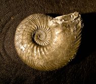 Quenstedtoceras lamberti (Sowerby 1819)