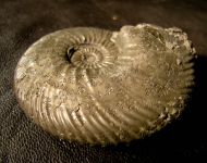 Quenstedtoceras lamberti (Sowerby 1819)