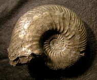 Quenstedtoceras lamberti (Sowerby 1819)