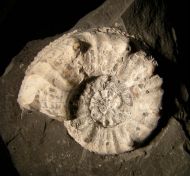 Pleuroceras salebrosum (Hyatt 1867)