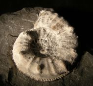 Pleuroceras salebrosum (Hyatt 1867)