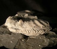 Pleuroceras salebrosum (Hyatt 1867)