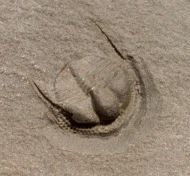 Bettonolithus chamberlaini (Elles 1940)