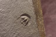 Bettonolithus chamberlaini (Elles 1940)