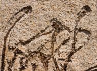 Athrotaxis lycopodioides