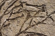 Athrotaxis lycopodioides