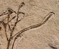 Athrotaxis lycopodioides