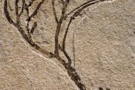 Athrotaxis lycopodioides