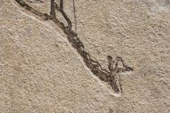 Athrotaxis lycopodioides
