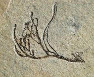 Athrotaxis lycopodioides