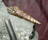 Pseudokatosira undulata (BENZ in ZIETEN, 1830)