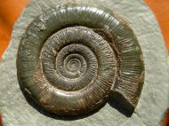 Dactylioceras tenuicostatum. (Young and Bird, 1822)