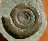 Dactylioceras tenuicostatum. (Young and Bird, 1822)