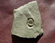 Ellipsocephalus hoffi (Schlotheim, 1823)