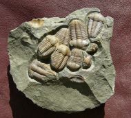 Ellipsocephalus hoffi (Schlotheim, 1823)