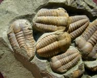 Ellipsocephalus hoffi (Schlotheim, 1823)