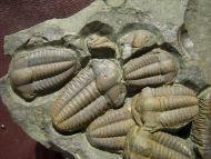 Ellipsocephalus hoffi (Schlotheim, 1823)